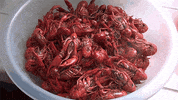 Video gif. We hover over a bowl full of steaming crawfish, ready to eat.